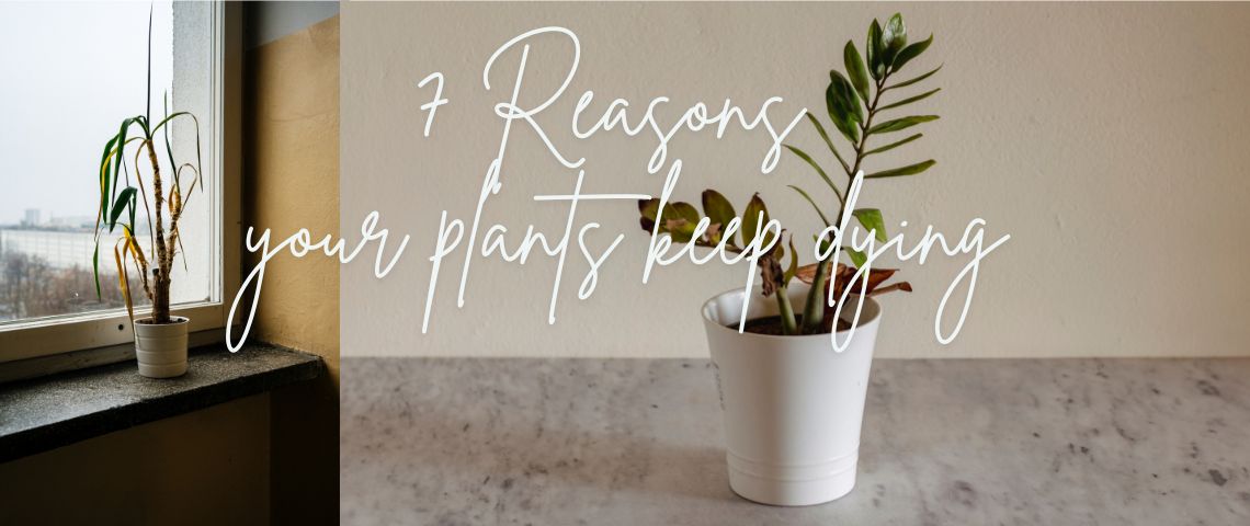 Houseplants dying