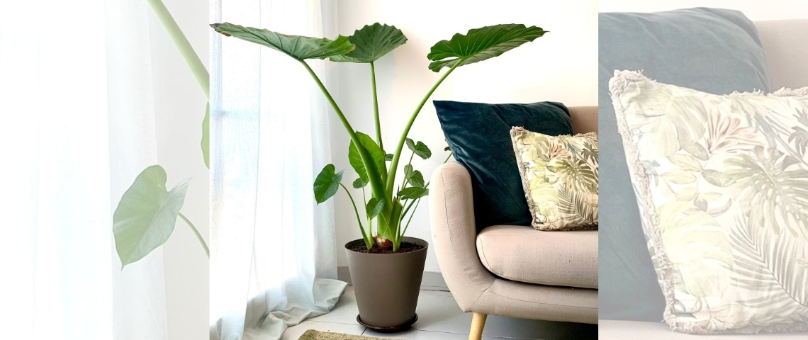 alocasia macrorrhiza