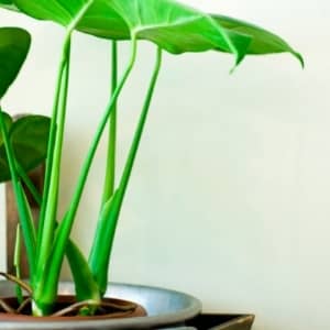 alocasia macrorrhiza deco