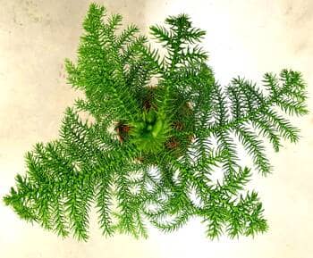 araucaria