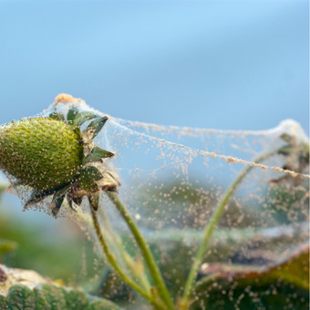 araña roja