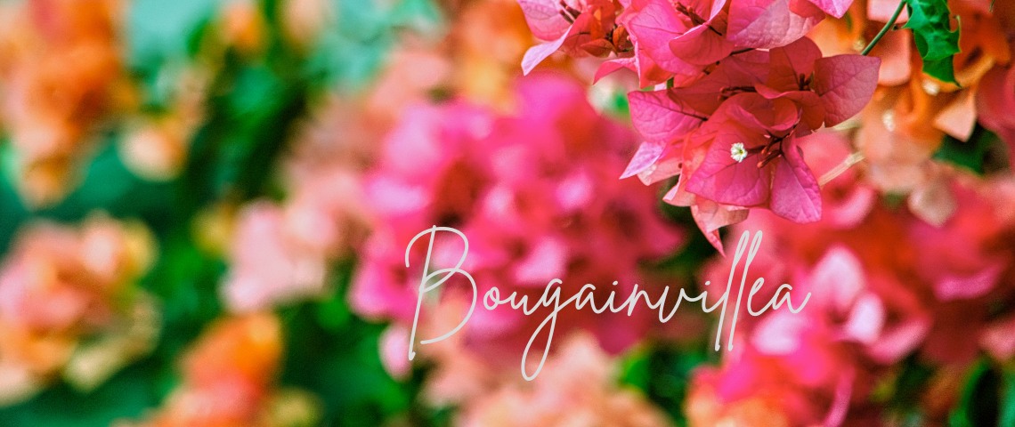 bougainvillea