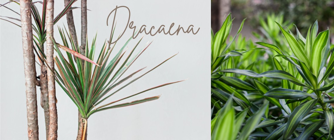dracaena