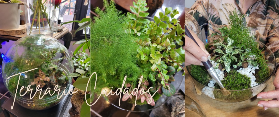 terrarios de plantas