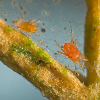 araña roja