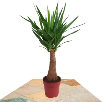 Yucca Elephantipes en maceta