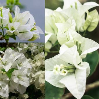bougainvillea blanca