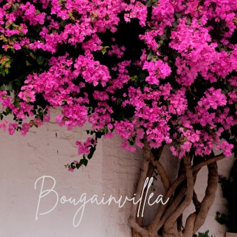 Bougainvillea cuidados