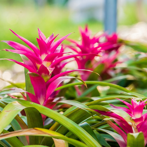 bromelias de color rosa