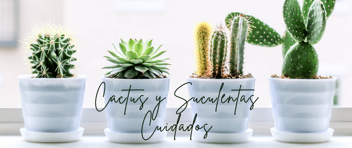 cactus y suculentas cuidados