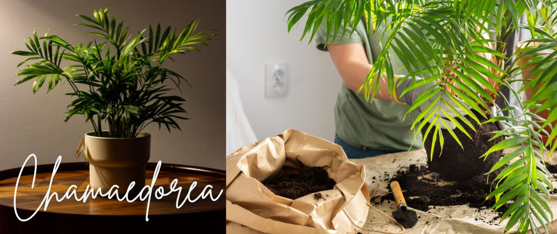 Palmera Camadorea