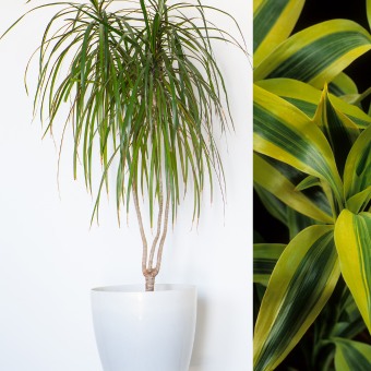 dracaena