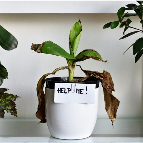 planta de interior triste