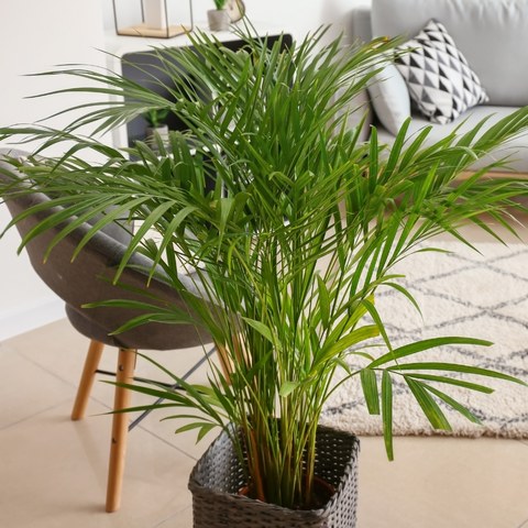 palmera Areca