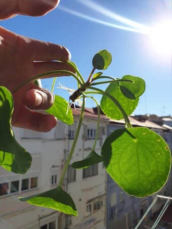 esqueje pilea peperomioides