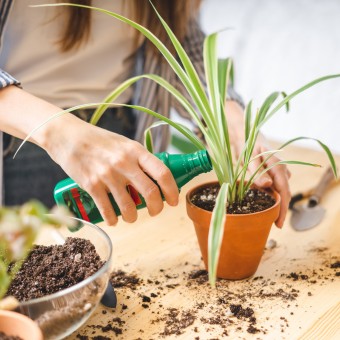 fertilizante para plantas