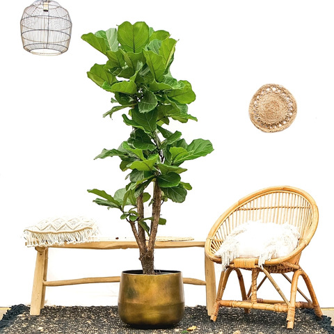 ficus lyrata