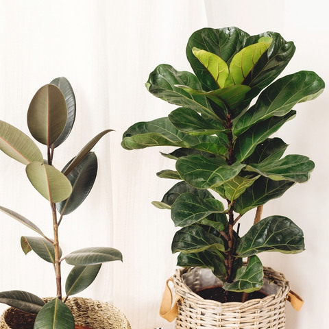 ficus lyrata y ficus elastica