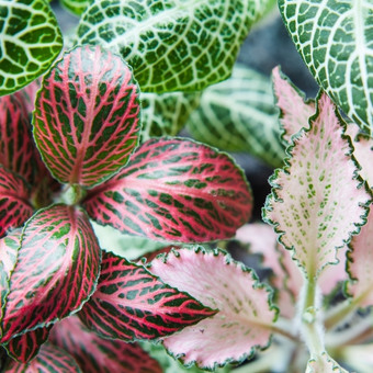 fittonia