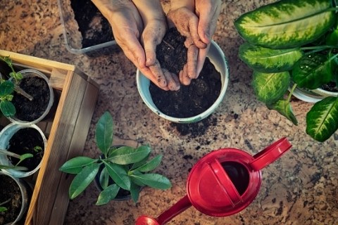 cuidados plantas de interior