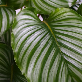 hojas calathea