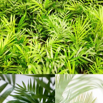 hojas de la Palmera Camadorea