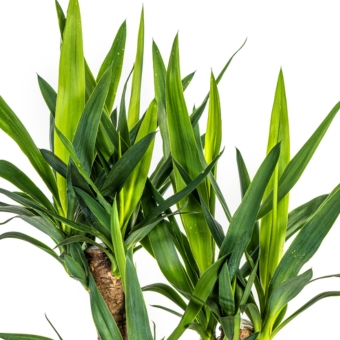 hojas yucca elephantipes