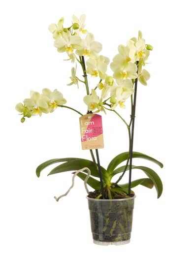 comprar orquídea phalaenopsis blanca