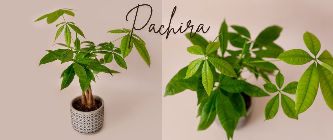 Pachira