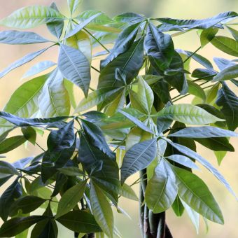 Pachira aquatica hojas