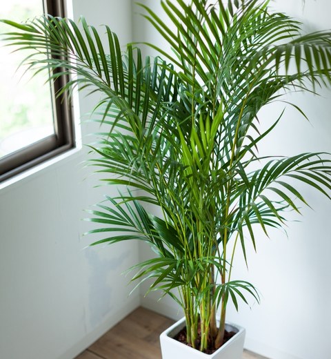 palmera areca