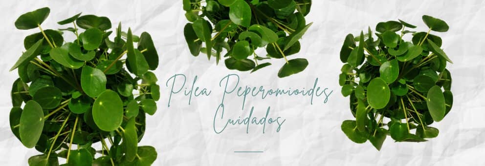 pilea peperomioides (planta china del dinero)