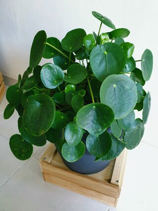 pilea peperomioides