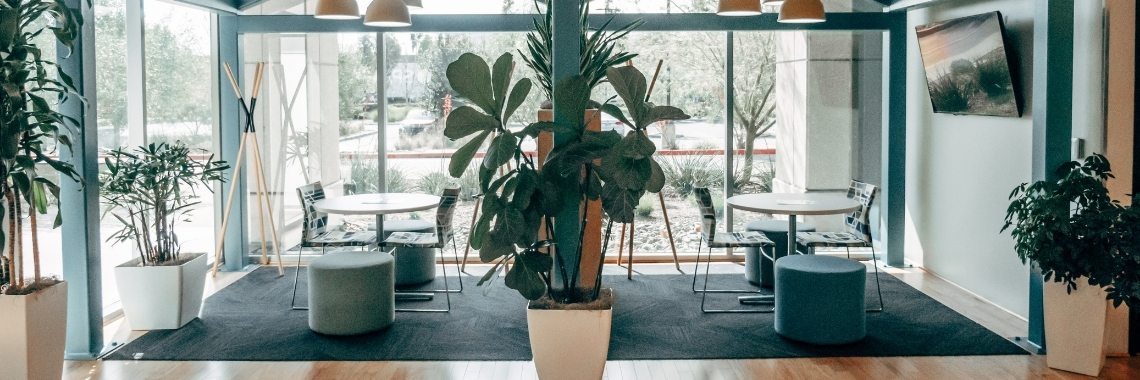 office plants