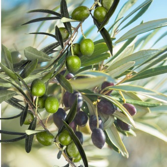 ramas del olivo