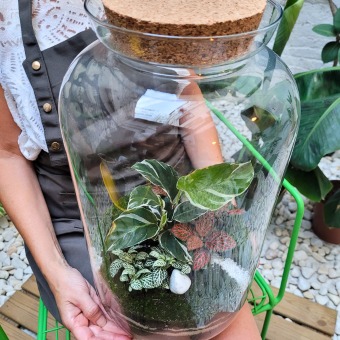 terrario de plantas