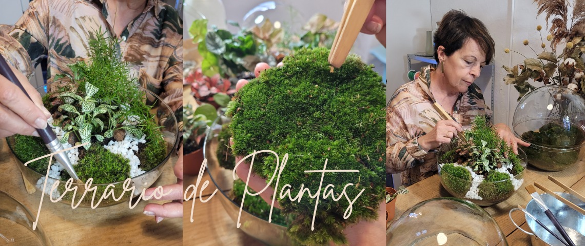 terrario de plantas