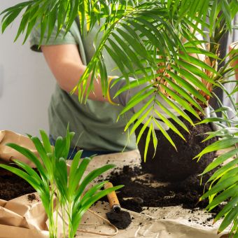 Palmera Camadorea