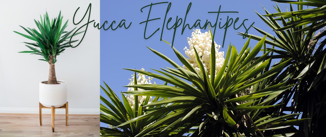 Yucca Elephantipes