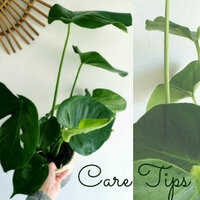 Care guide: how do you take care for your Monstera?
