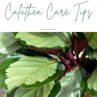Become an expert and follow all care tips for the Calathea plants