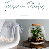 deletrear Tecnología freír Crea un mini Ecosistema y decora con Plantas en un Terrario - Florespana.es