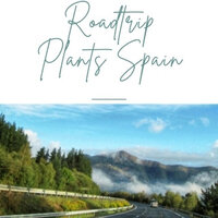 Get to know many Spanish plants by making a roadtrip through Spain
