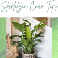 All tips on how to care for your indoor strelitzia to keep it growing happily