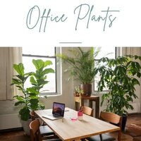 The 5 best matching plants for the office