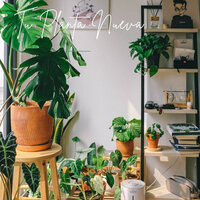 Create the best atmosphere at home for your new plant