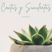 Cactus and succulents: beauty and harmony