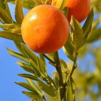 How to care for a Mandarin tree