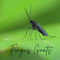 What are those little black flies in my potting soil?