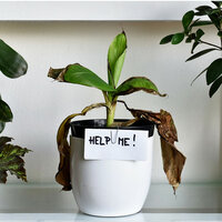 How to revive a dried, drowned or diseased plant?